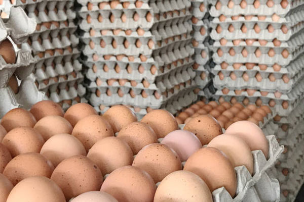 Egg Storage in Egypt