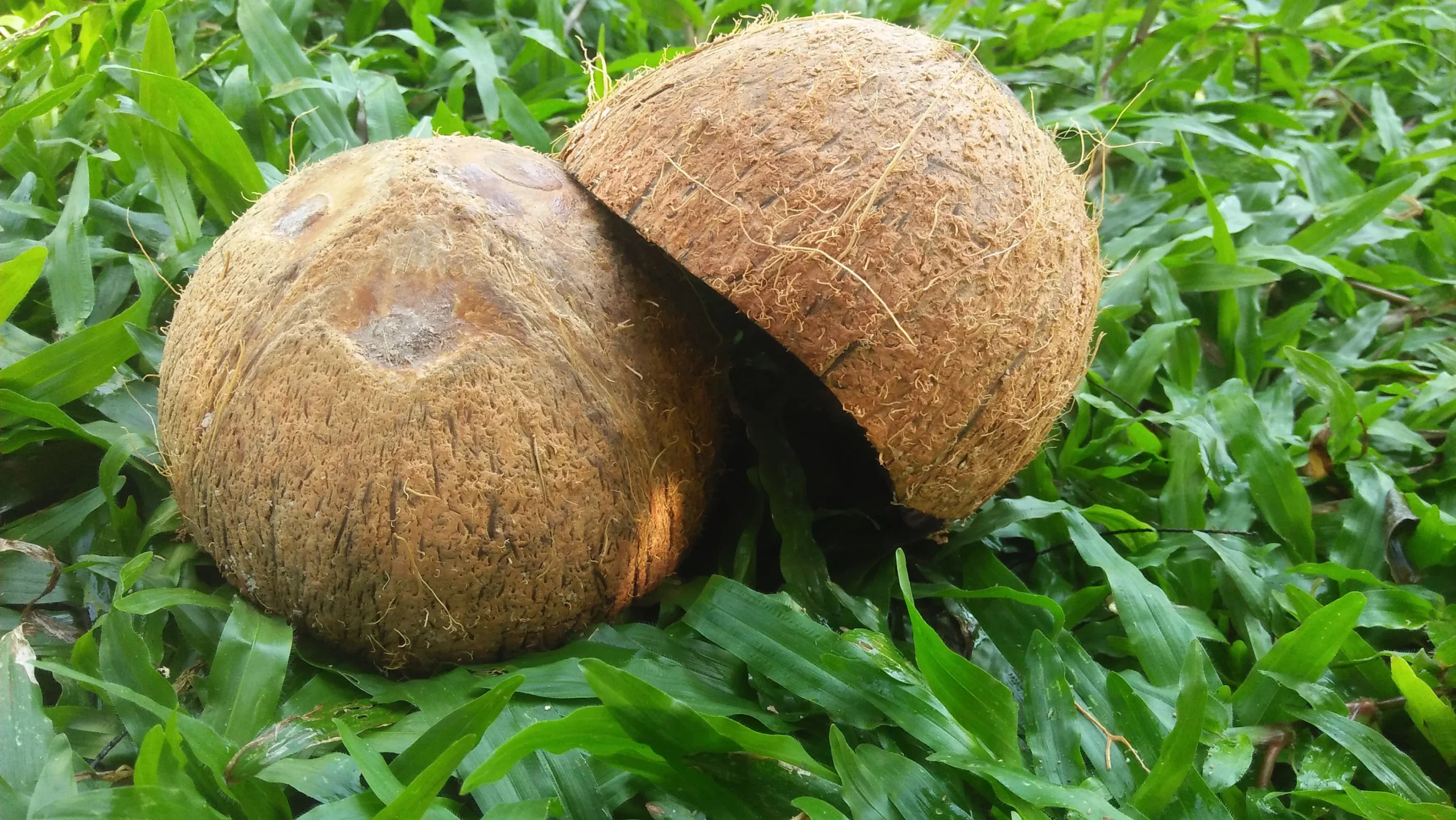 Waste Coconut Shell